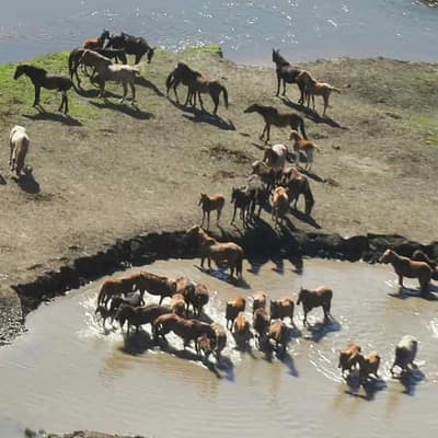 Legal loss welcomed as mass brumby shooting continues