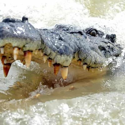 Croc culling not the answer for stopping attacks: study