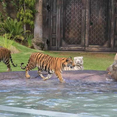 Investigation after theme park handler mauled by tiger