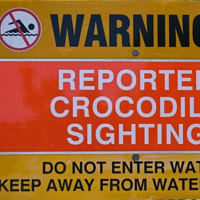 Fines for feeding crocodiles bite harder