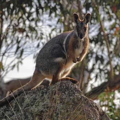 Good news for some threatened species as numbers rise