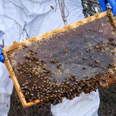 Claims you can live on honey alone don't stick to the truth