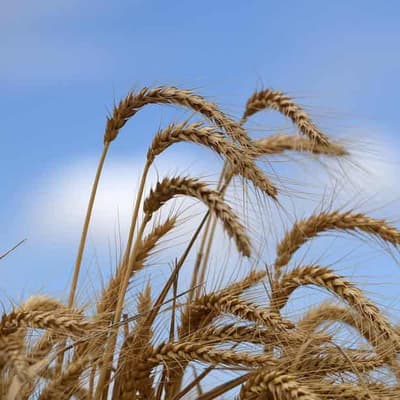 Dry spring a blow to grain harvest hopes in the West
