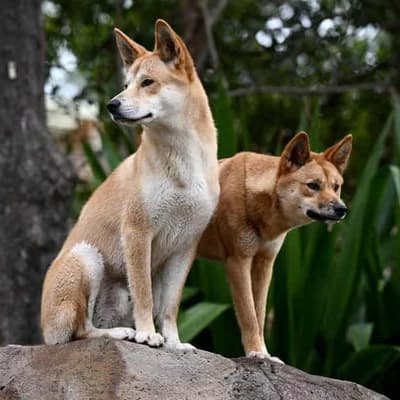 Dingo culls to continue in most of Victoria