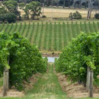 Australia brings vineyard diplomacy to India trade meet