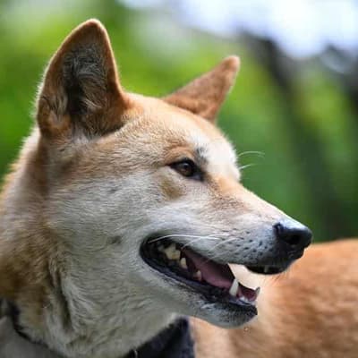 'Out of control': community divided over dingo decision