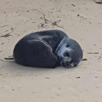 Baby fur seal dies after being found injured on beach