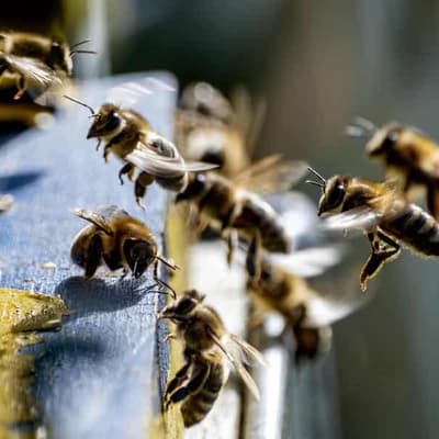 Arthritis cream certification claim is unbee-lievable