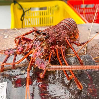 No quid pro quo for China trade breakthrough: Labor