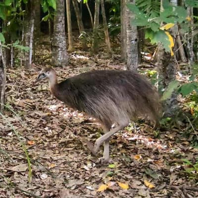 Free as a bird: orphaned cassowary returns to the wild
