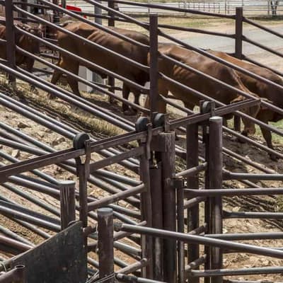 Government worker charged over cattle deaths