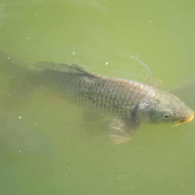 Scientists make splash as native fish risk going under