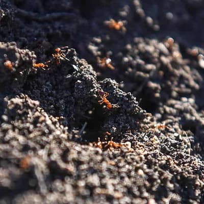 'Emergency measures' needed to suppress fire ant sting
