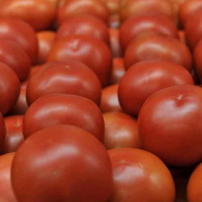 National push to squeeze out source of tomato virus