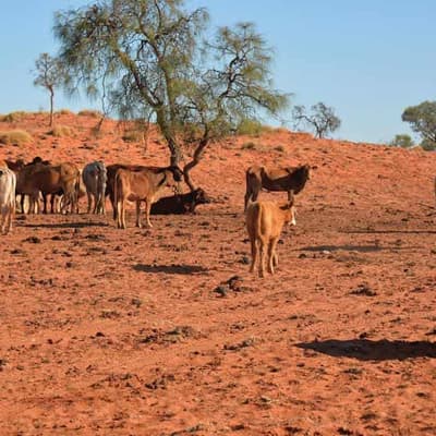 'We can't buy rain': drought taking a toll on farmers