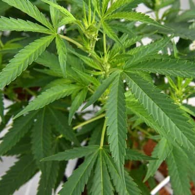 More online drug sales would be 'pure stupidity': judge