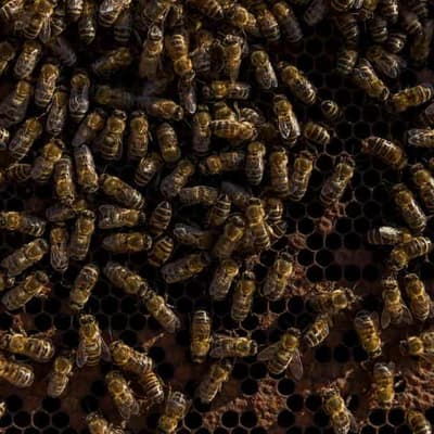 No, bee venom 'healing' spray hasn't been approved by health body