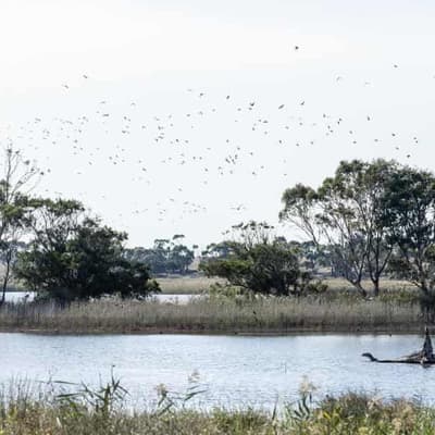 More birds and more shooting in duck hunting season