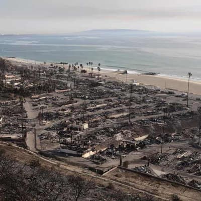 No, the WEF did not outline plans to turn LA roads into parkland before the fires