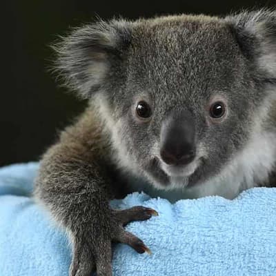 Kangaroo IVF breakthrough could save endangered koalas