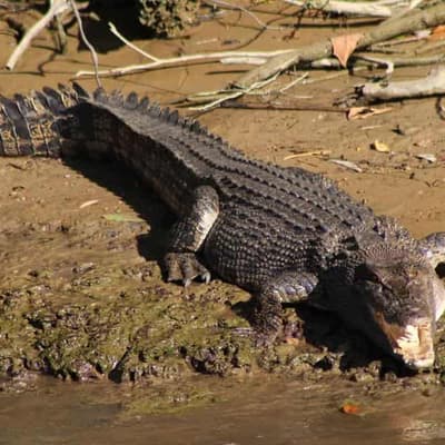 Human remains found in crocodile after man goes missing