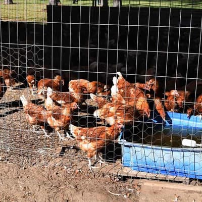 Bird flu case detected in Victoria's north