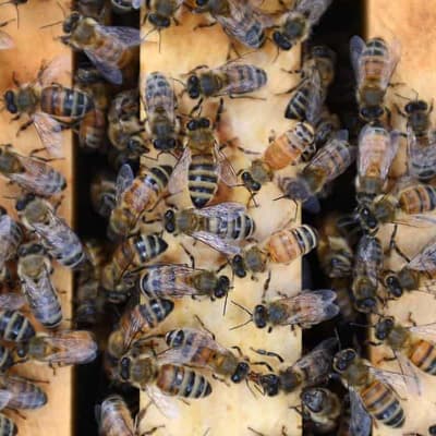 Hive mind: vital survey to map the buzz on deadly mite