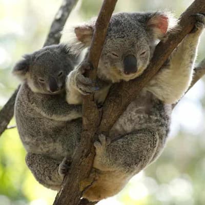 'Preferred' koala park opens door to major logging