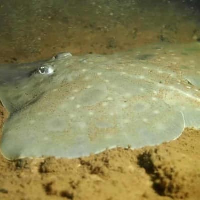 Plea to save dinosaur fish from extinction