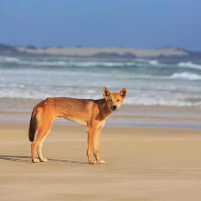 Boy bitten in latest dingo attack at tourist spot