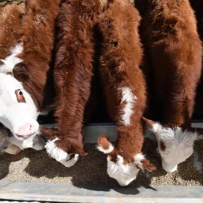 New additive shows promise in taming cattle emissions