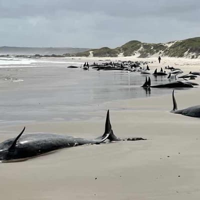 Whales may be left on beach after grim euthanasia call