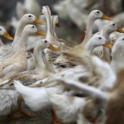 No truth to viral claim bird flu 'only affects chickens'