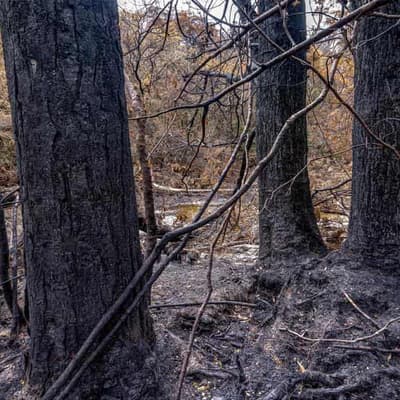 A 3000-year-old pine intact but ancient trees scorched