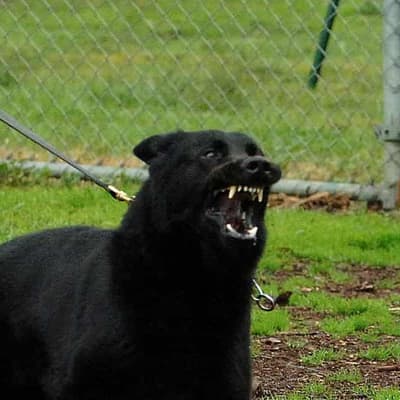 'So quick': dog licences recommended after fatal attack