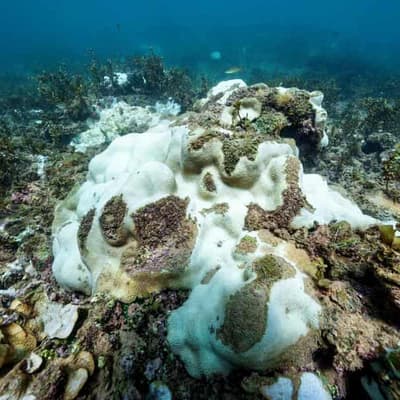 'Like a warm bath': coral reefs rocked by heatwave