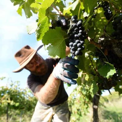 White wine tipped a 2025 standout, despite hard season