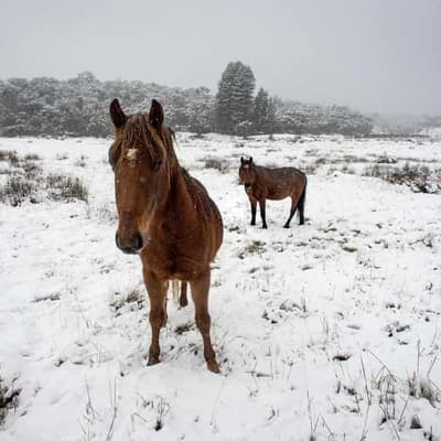 Aerial shooting ends after thousands of brumbies culled