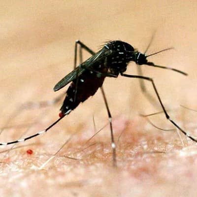 Health alert as mosquito virus spreads in three states