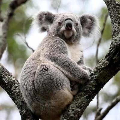 Fears of reduction in promised koala park coming 'soon'