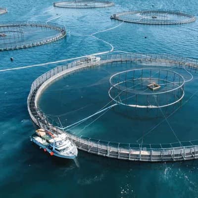 Animal welfare probe after live salmon sealed in bins