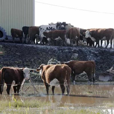 Growers move stock higher, bracing for Cyclone Alfred