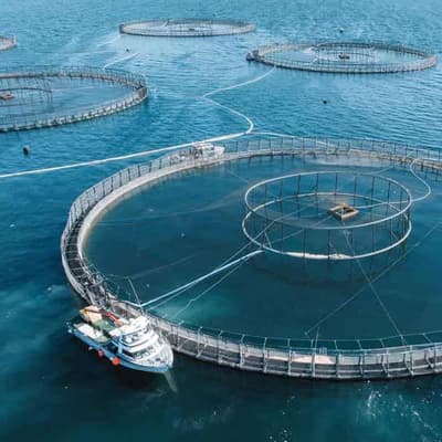 Animal welfare probe amid mass salmon farm deaths