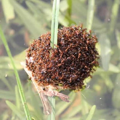 Reports of 'rafting' fire ants prompt border crackdown