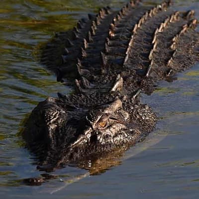 Explosion in croc numbers triggers feral feast fallout