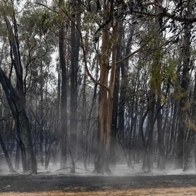 Police arrest man suspected of lighting bushfires