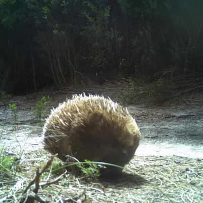 Echidna digs in to help island wildlife back from blaze
