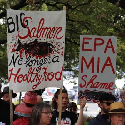 RSPCA pulls approval for salmon farm after mass deaths