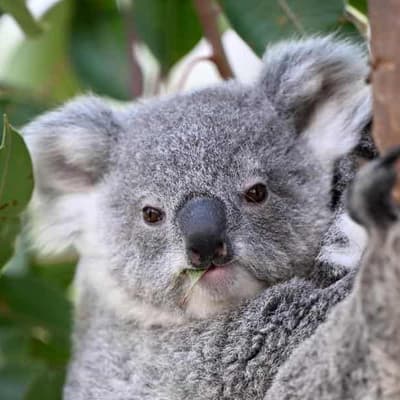 Habitat 'destroyed' as officials sit on koala plan