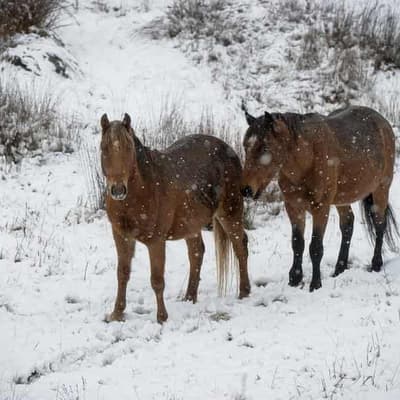 Brumbies' fate in the balance as aerial shooting halted